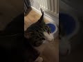 Great cat bowls