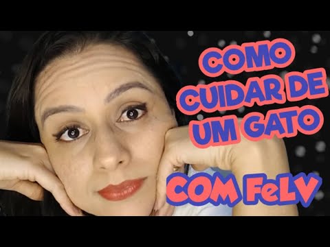 Vídeo: Como acariciar um gatinho: 14 etapas (com fotos)