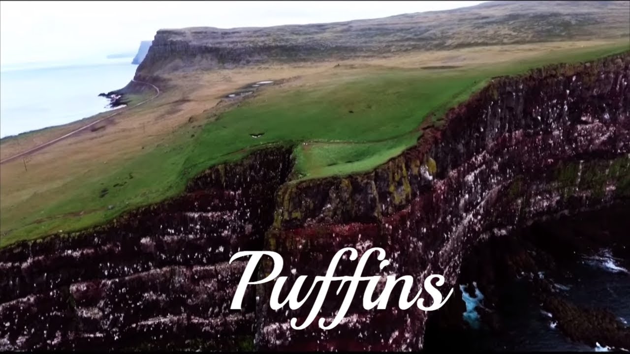 faroe islands tourism Puffins in Iceland - 4K drone footage
