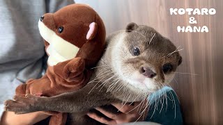 個性派カワウソコタローは普段何して遊んでるのか？　Grumpy Otter's Unique Way of Playing