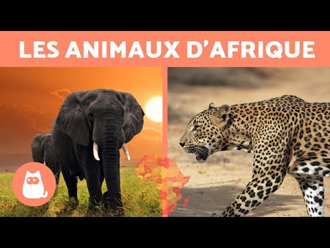 Vidéo: Quels types d'animaux vivent dans la savane ?