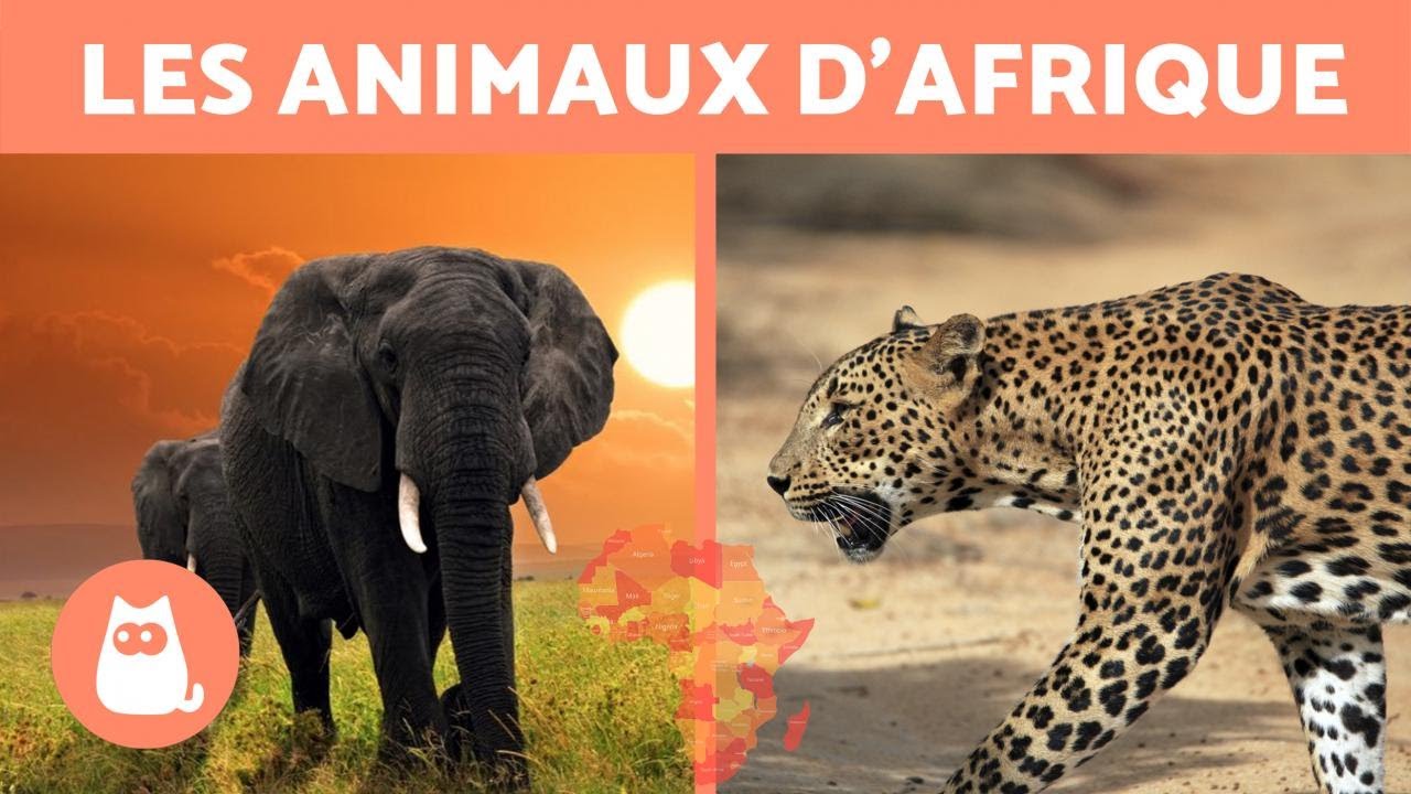 Les animaux d'Afrique - 10 ANIMAUX SAUVAGES de la savane africaine 