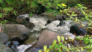 River relaxation makes you happy, beautiful river full of rare flora, enjoy the mountain nature