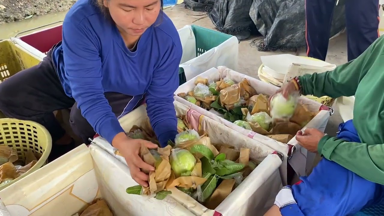 สวนทรงวุฒิฝรั่งหงจ้วนสือ