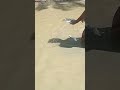 🐠🐠🐠||ஜோடியாக வலையில் பிடித்த ஜிலேபி மீன்கள்|| #trending 🐠🐠🐠