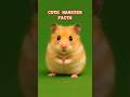 Meet the Hamster! 🐹 Cute 3D Kids Animation #CuteAnimals#KidsLearning#AnimalEducation