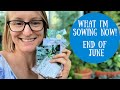 What I'm Sowing Now: end of June; a chatty Friday night seed sowing session &amp; elderflower champagne