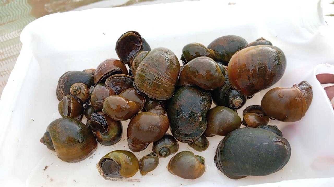 Catching Freshwater Snails in the Rice Field