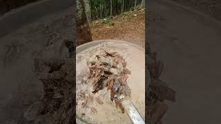 Achikrang Bijak Nakam Mechi