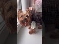 Йорк Юся в комплекте Fendi🔥заказать можно в телеграм #йорк #dog #йоркамания #одеждадлясобак #йорки