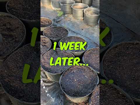 Best way to Grow early Potatoes and Onions! #farming101 #share #shorts #trending