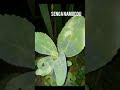 Edagala Lya Matama Wamu Nokwongera Amazzi Mu Mana Ekiyondo Lyedagala Edagala Lya Matama Wamu Nokwongera Amazzi Mu Mana Ekiyondo Lyedagala
