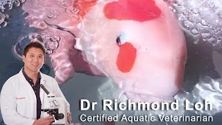 Prized Champion Koi Near Death - How To Revive A Fish In Shock