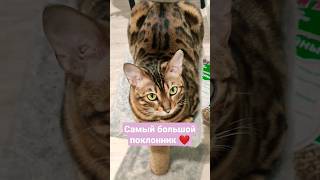 Самый большой поклонник #shorts #котенок #жирныйкотенок #бенгальскаякошка