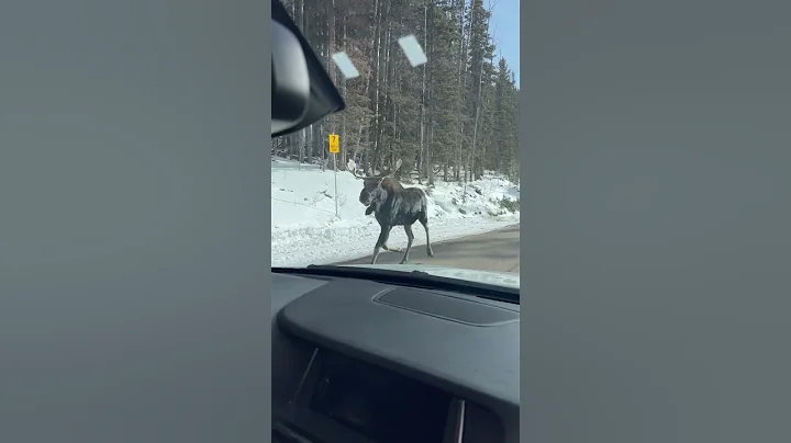 Moose sighting near Santa Fe ski basin in Northern...