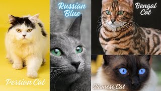 Types of cats in the world