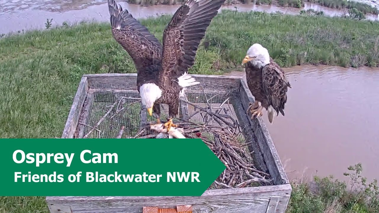 eagle camera Wildlife Highlights from the Blackwater Osprey Cam | Spring 2018