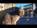 口が痛くてご飯が食べれない猫が助けを求めてきた【地域猫】【保護猫】