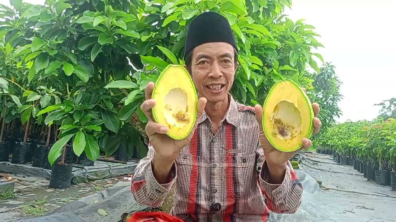 Riview Alpukat Catalina 👍🏻