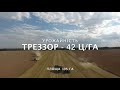 Урожайність ріпаку ТРЕЗЗОР - 42 ц/га. ІП "Агро-Вільд Україна", Київська обл