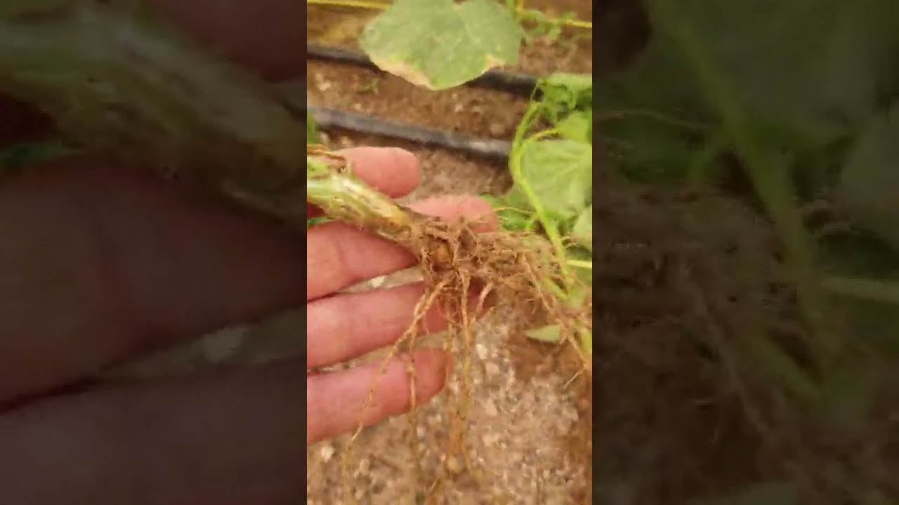 أمراض التربة الفطرية التي تصيب  جذور محاصيل الخضر..أسبابها وكيفية الوقاية منها والعلاج..