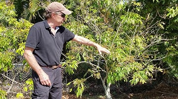 Two Rules of Thumb for Growing Lychee trees