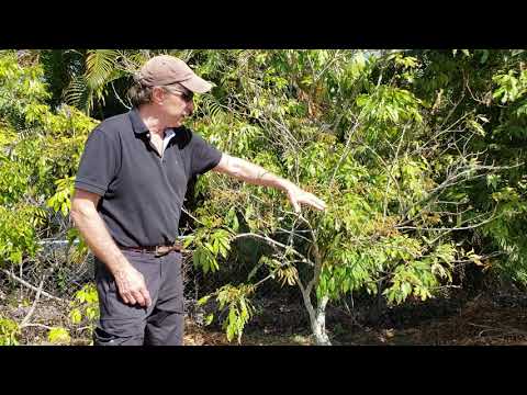 Video: Symptoms of Disease In Litchee: Lær om vanlige Litchee Tree Diseases