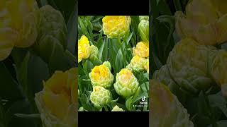 Парк квітів KEUKENHOF Голландія #шортс #паркквітівголландія#тюльпани#keukenhof