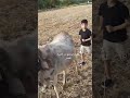 لمتابعه جميع الفديوهات العيال بيجرو من الصبح للعصر لمتابعه جميع الفديوهات العيال بيجرو من الصبح للعصر