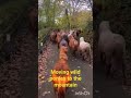 moving ponies #wild #ponies #shorts #horses #animals #livestock #farming #farm #farmanimals