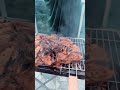 حمدي ووفاء وفاء لما تحب تدلع عائلتها