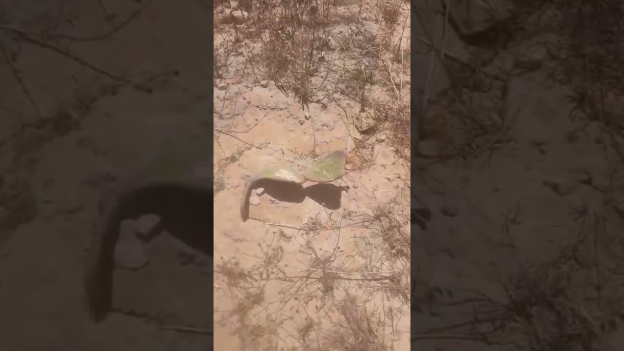 ارض في مرسى مطروح فدان للبيع 01279135547