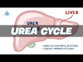 UREA CYCLE Simplified - Biochemistry