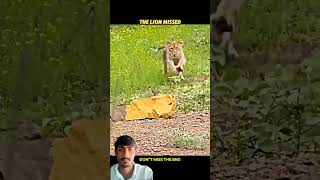The Lion Missed.Then Came Back With aTrap #lion#warthog#wildlife#nature#animals#youtube#shorts#china
