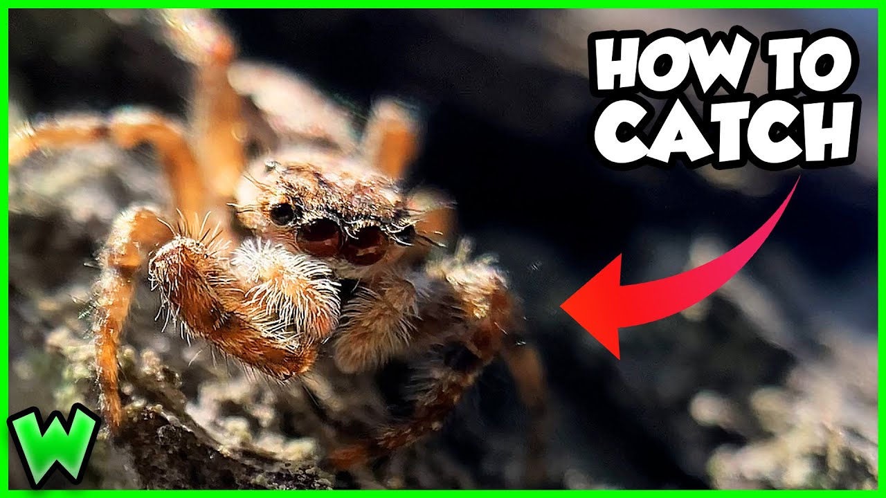 How do jumping spiders make a perfect landing? Watch and learn