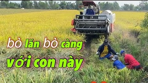 Bò lăn bò càng với con này| Bắt chuột đồng