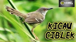 suara ciblek betina manja bikin gagal diam ciblek jantan - Durasi: 21:55. suara ciblek betina manja bikin gagal diam ciblek jantan - Durasi: 21:55.