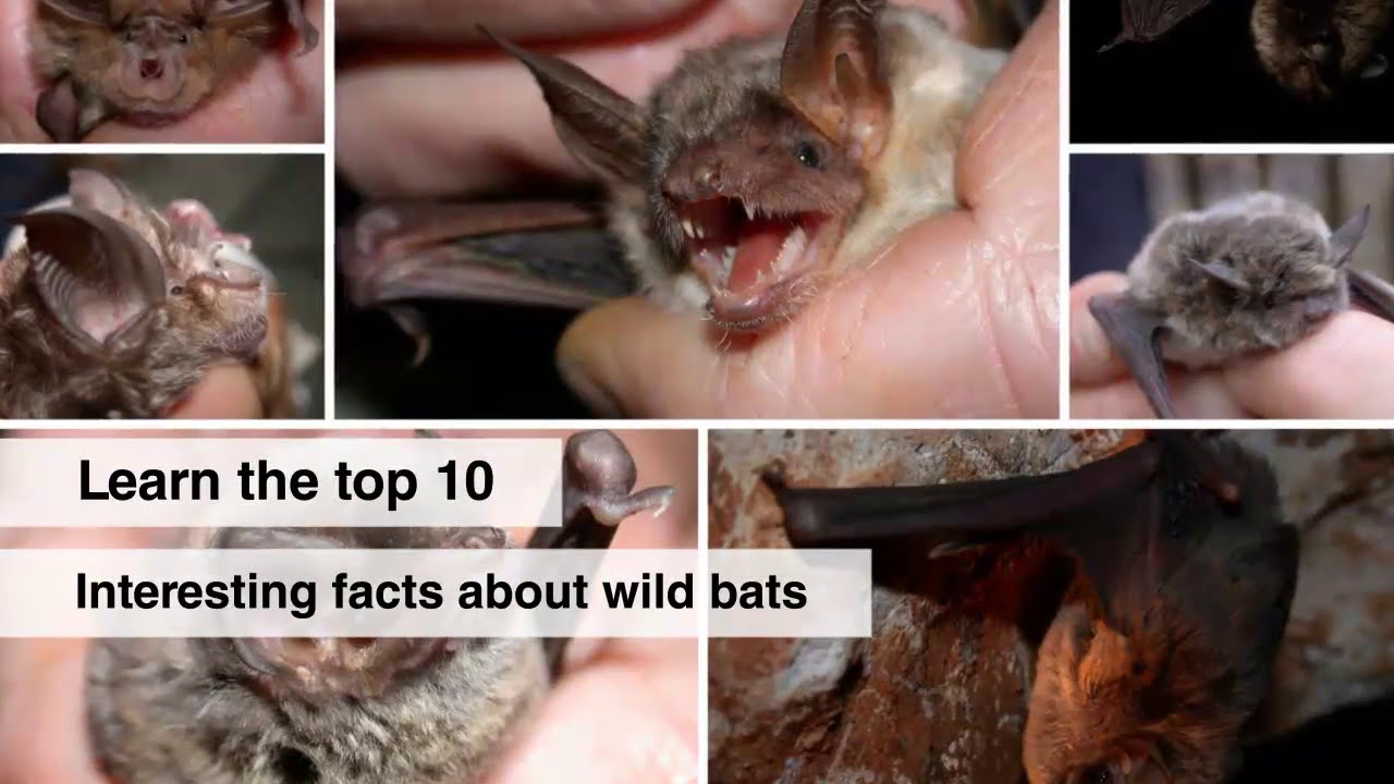 wildlife removal columbus ohio Top 10 Interesting Facts About Wild Bats