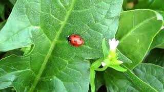 Ladybug - Classical Music, Quiet Music, Relaxing Music, Mental Music, Owner's Music screenshot 2