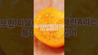 토마토보다 10배 강한 항산화력! 피살리스의 놀라운 효능 공개 (Physalis, the Hidden Superfood!)