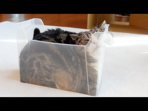 すごいほっぺを見せつけるねこ。-Maru's amazing cheek furs.-