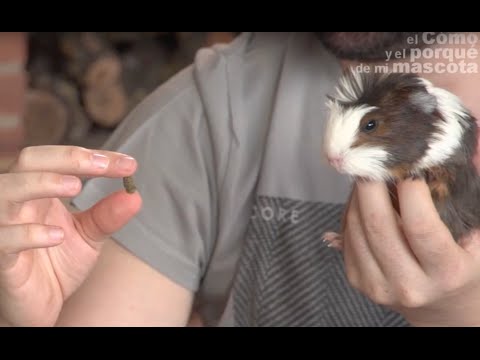 ALPHA PRO - The best ¨all in one¨ diet for guinea pigs