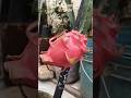 dregon fruit main seaweed #agriculture #dragonfruit #reels #seaweed #iffco #shorts #youtubeshorts