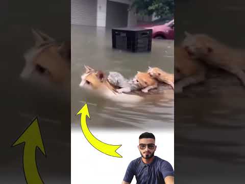 الأمومة لا تعرف الخوف تعرف فقط كيف تنقذ لايك متابعه ترند 