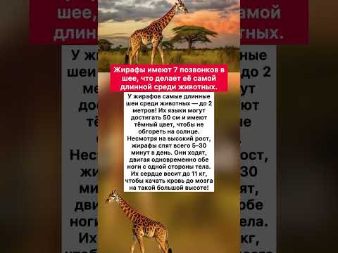 🦒 #хочуфакты #интересное #животныешляйх #факты #юмор Интересные факты о жирафах