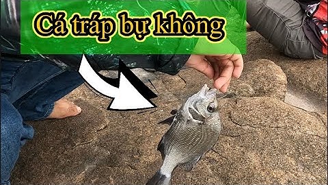 Câu cá tráp (hanh) Hòn Đá Bạc ,cà mau