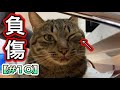 【保護猫10】先住猫が負傷してしまいました・・・