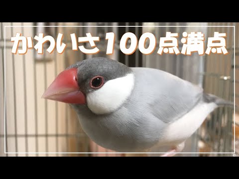 すべての行動が可愛い文鳥よもぎ　鳴き声　癒し動物　面白い動物