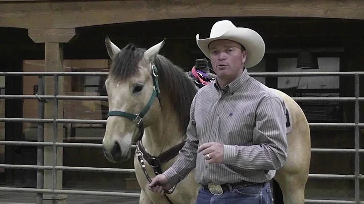 How to Properly Fit a Horse Halter