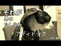 男は黙ってアディドック【勝手にCM】